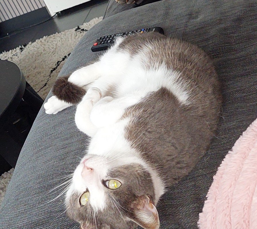 Sjaak