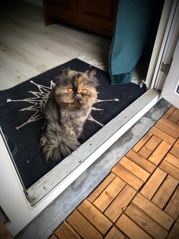 Molly
