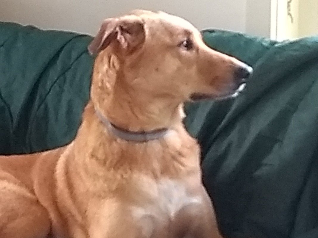 Jet