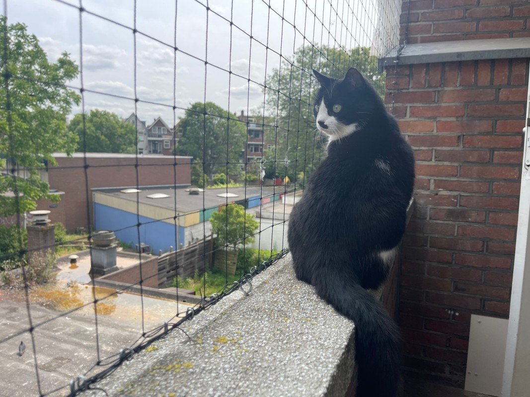 Nala