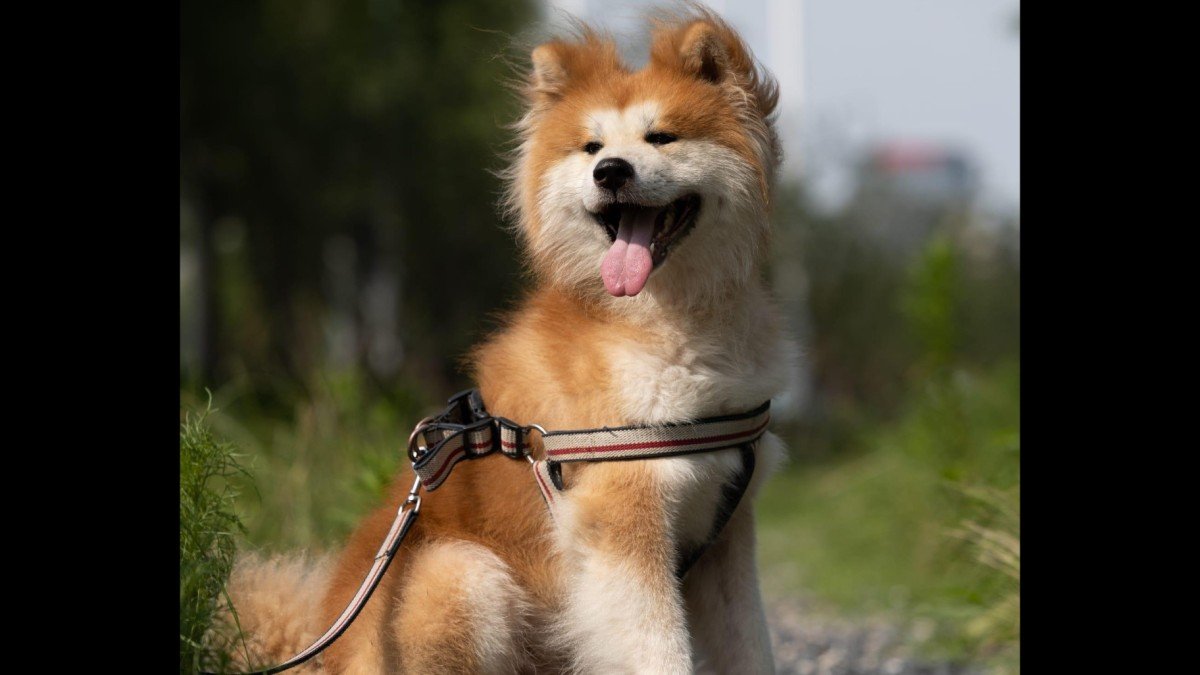Mugen