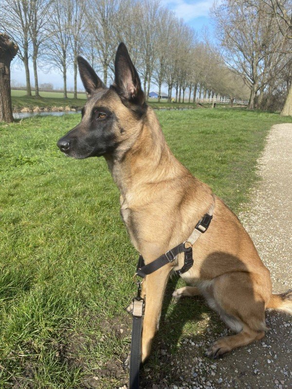 Beau