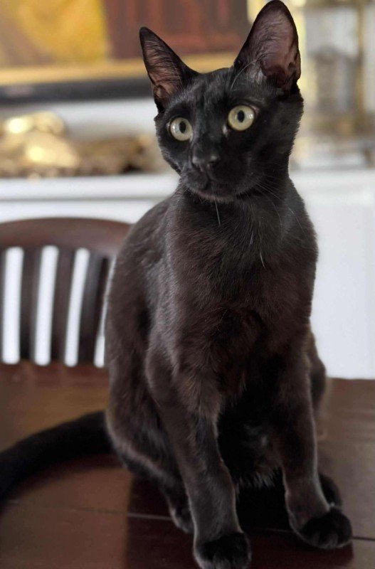 Chico