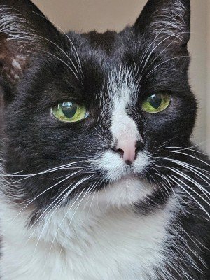 Luis