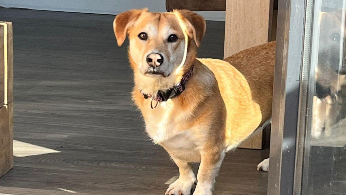 Lola