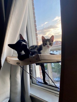 Louie