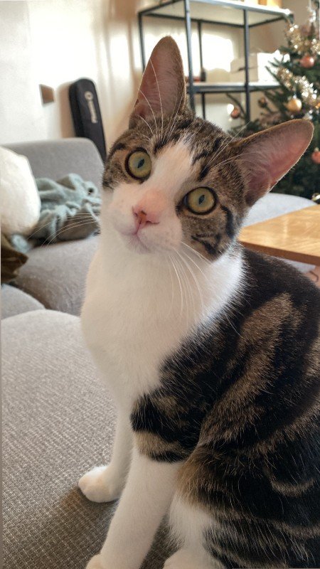 Louie