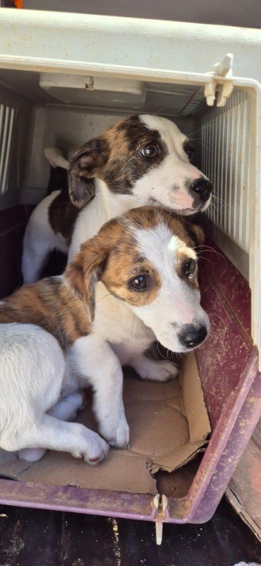 Zella