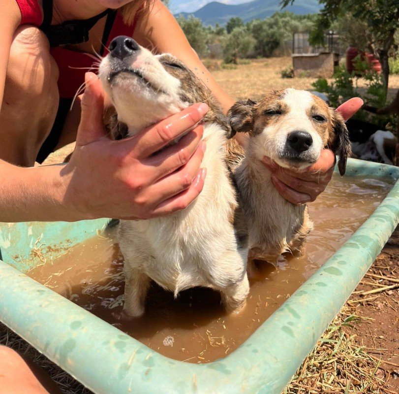 Zella