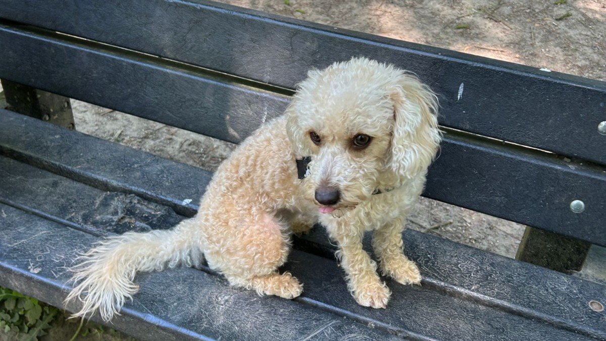 Bowie