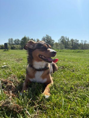 Pip