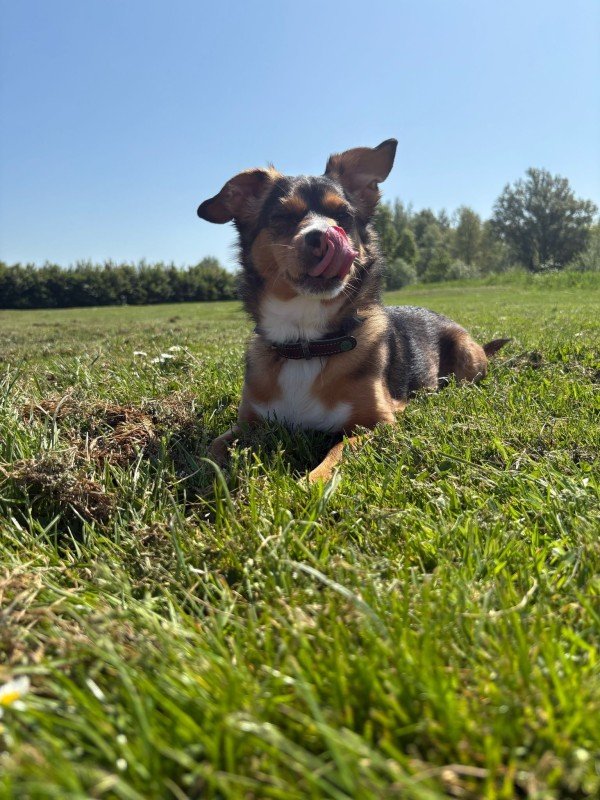 Pip