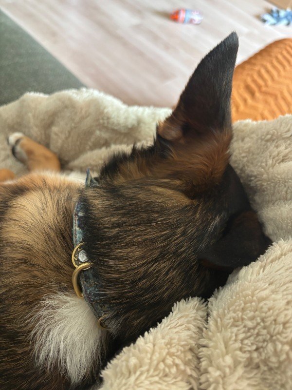 Pip