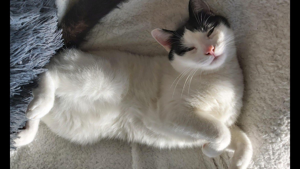 Simba