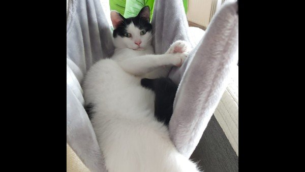 Simba