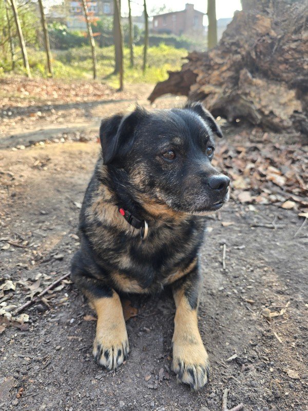 Tyson