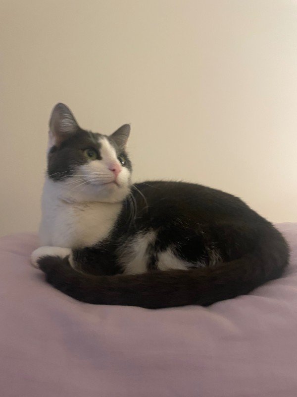 Nora
