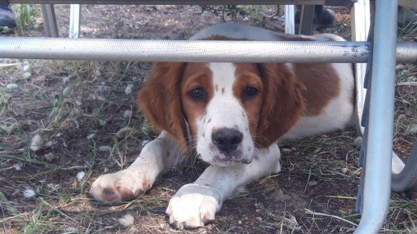 Oliver