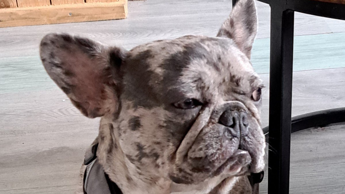 Elvis