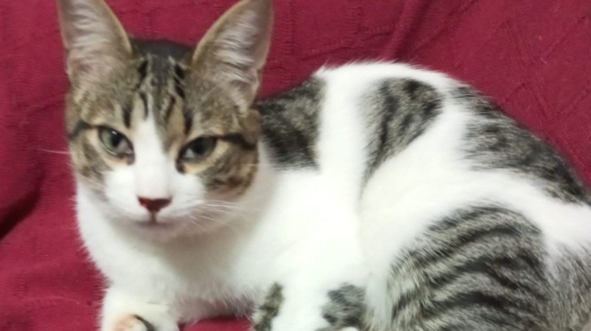 Tambor