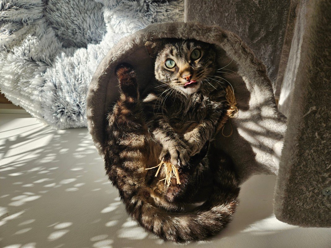 Snolly