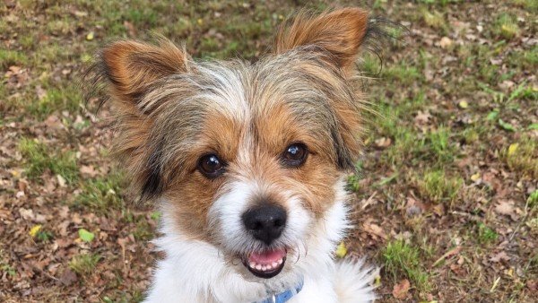 Toby