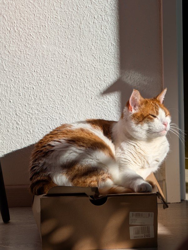 Neko