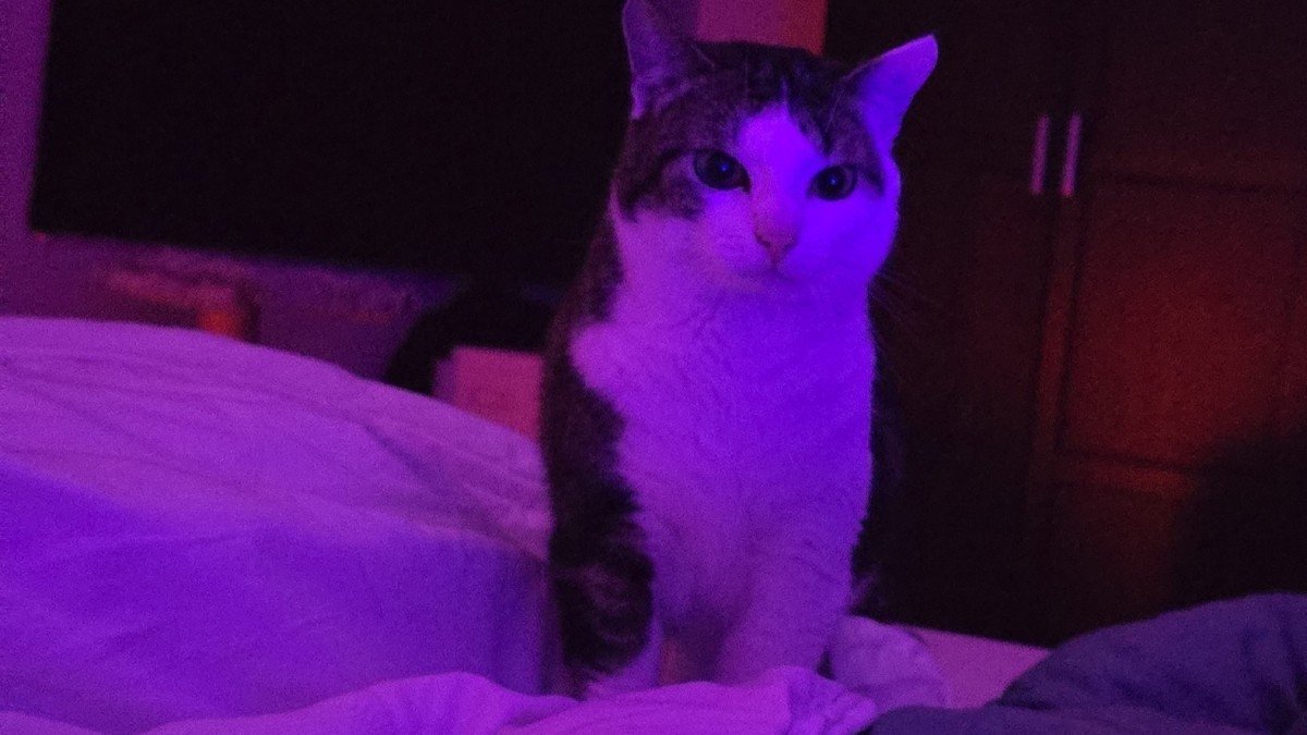 Luca