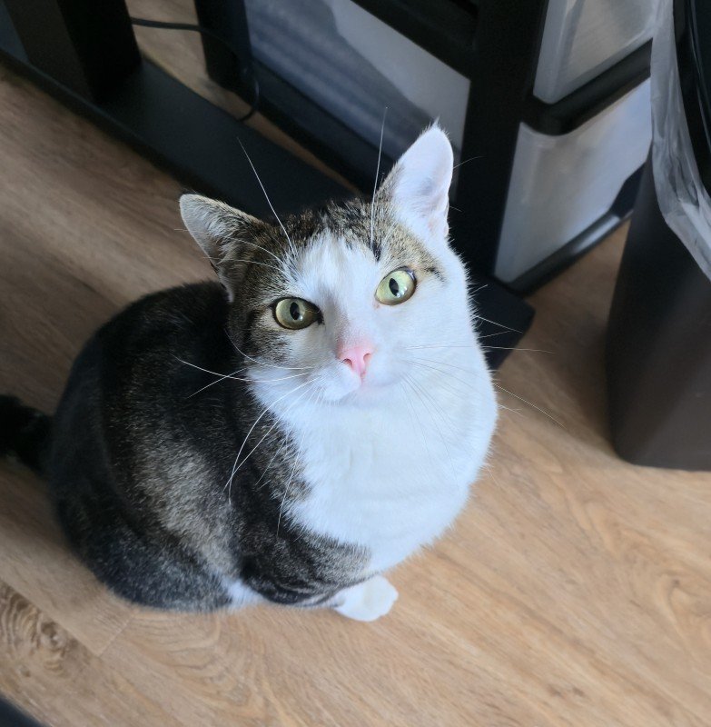 Luca
