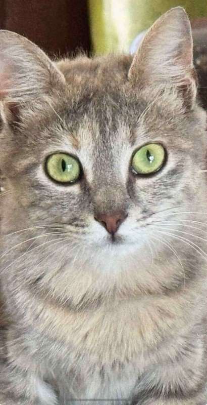 Noortje