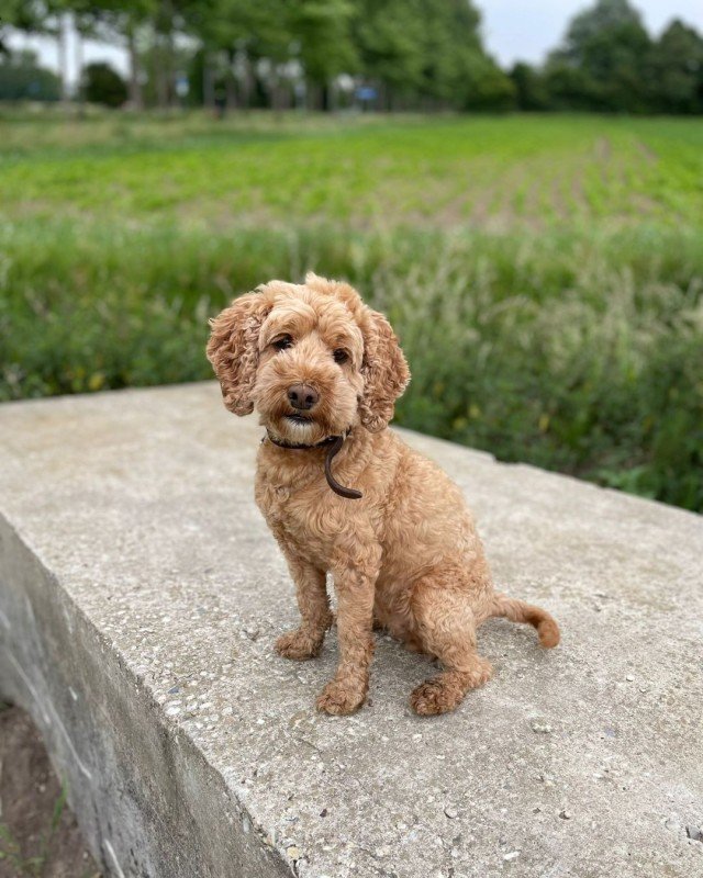 Pip