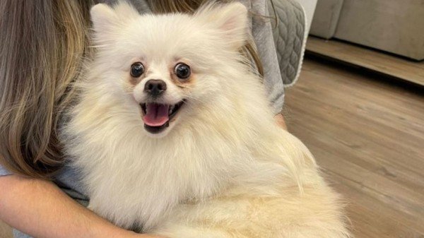 Belka