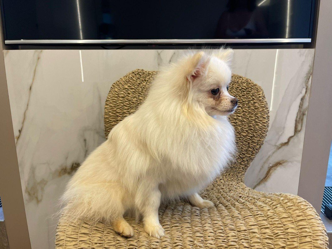 Belka