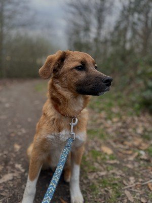 Mylo