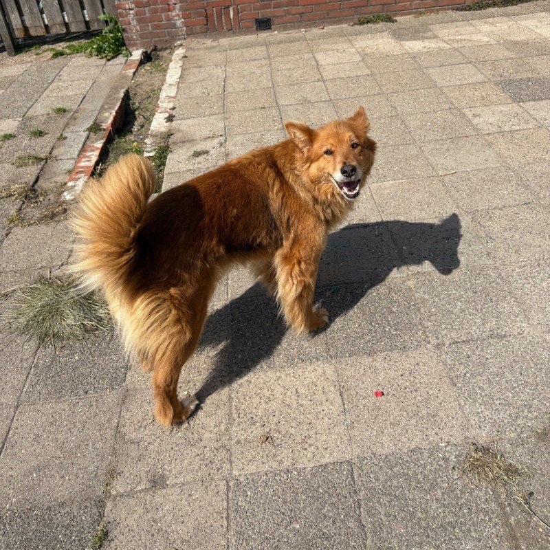 Diva