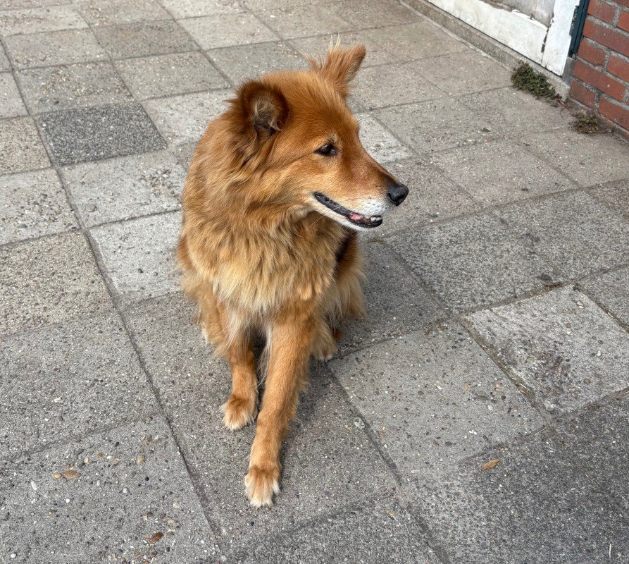 Diva