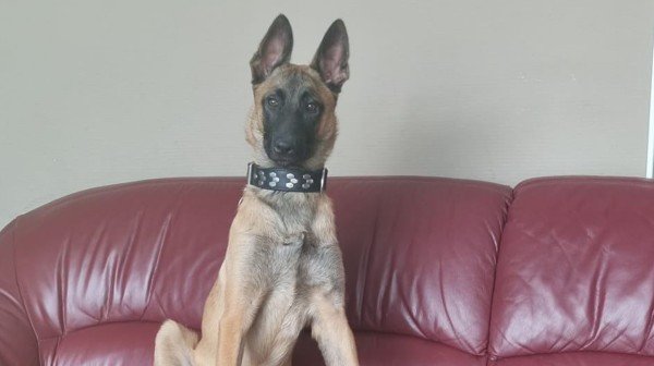 Rex