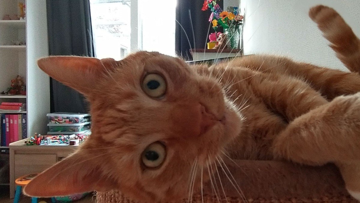 Koda