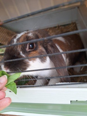 Stampertje