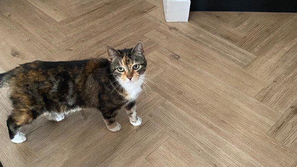 Muis
