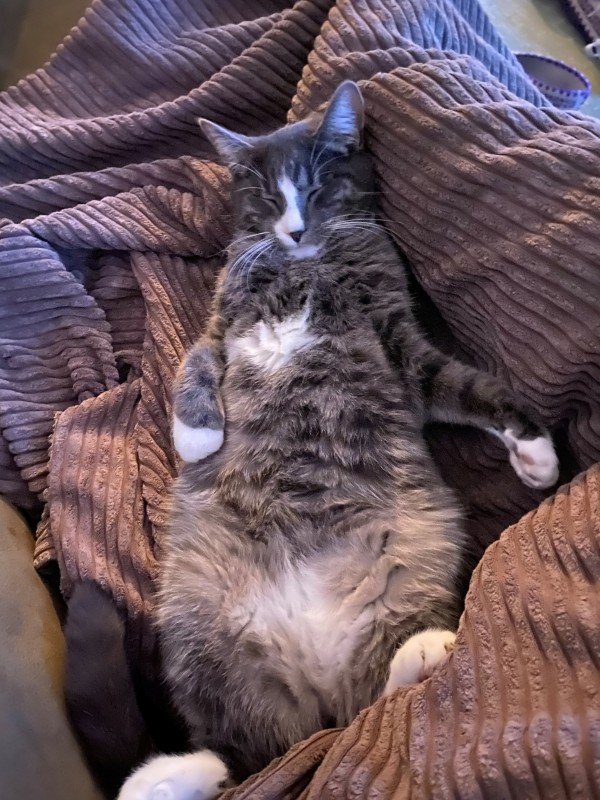 Ted