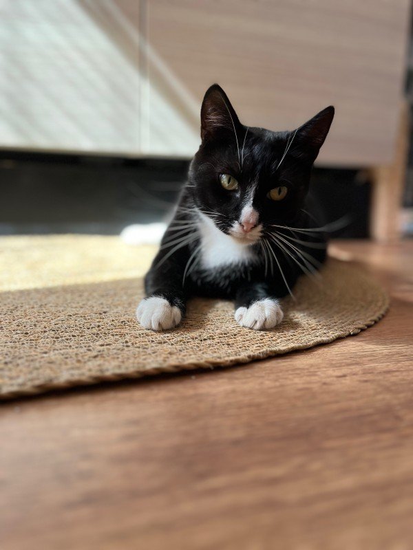Jiji