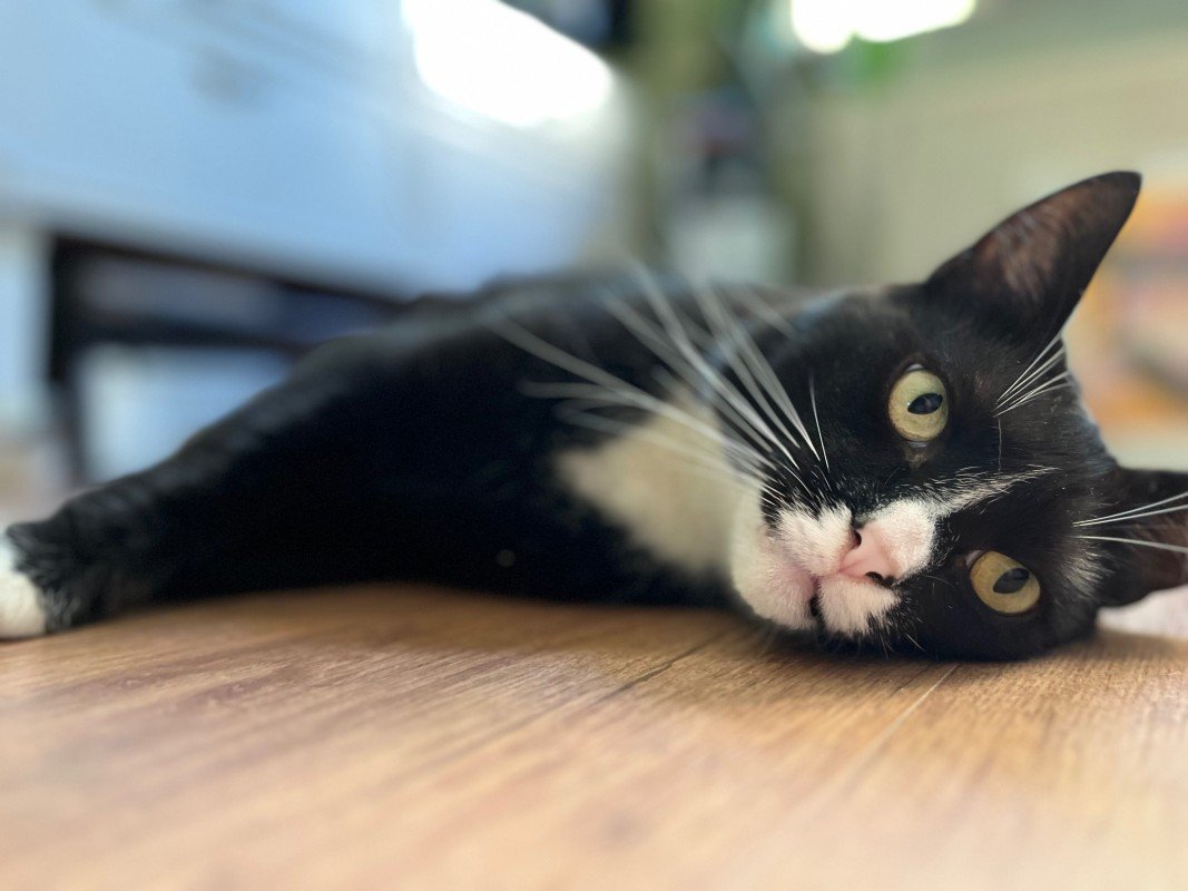 Jiji