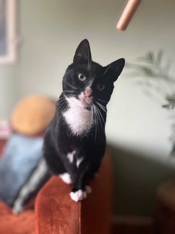 Jiji