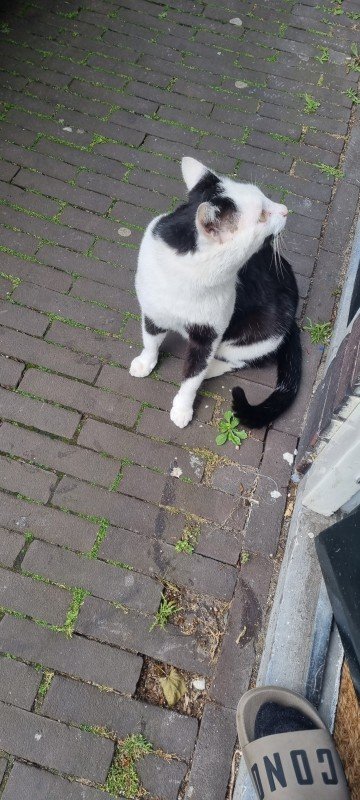 Mishmish