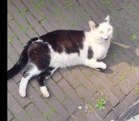 Mishmish