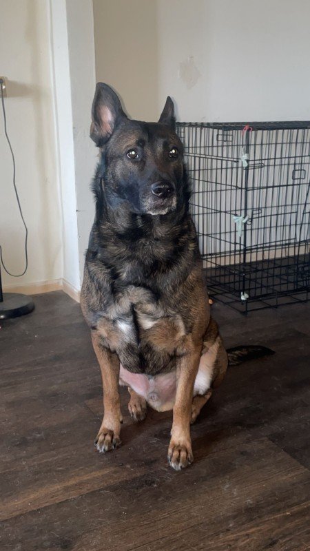 Pasha