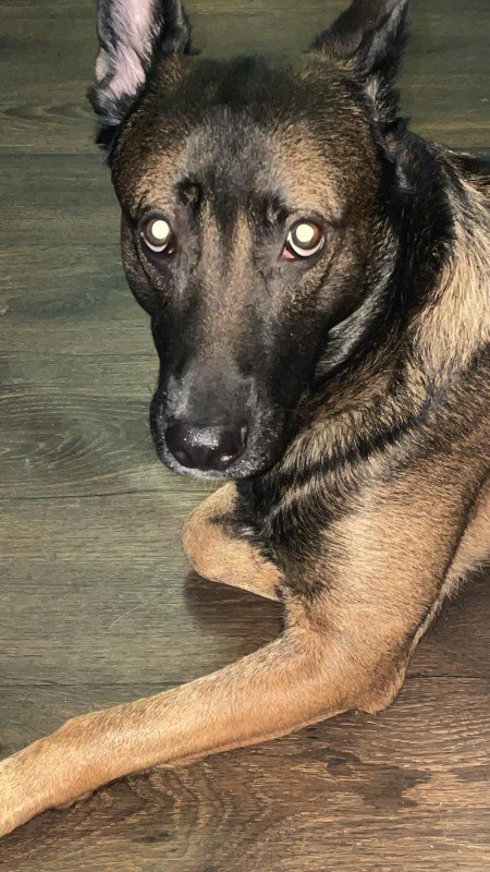 Pasha
