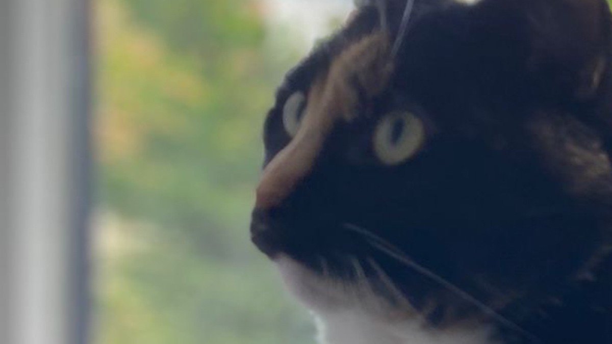 Droppie
