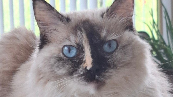 Chloe